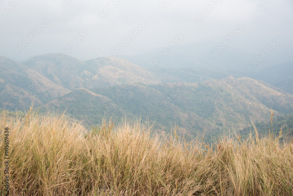 Prairie grass field for background