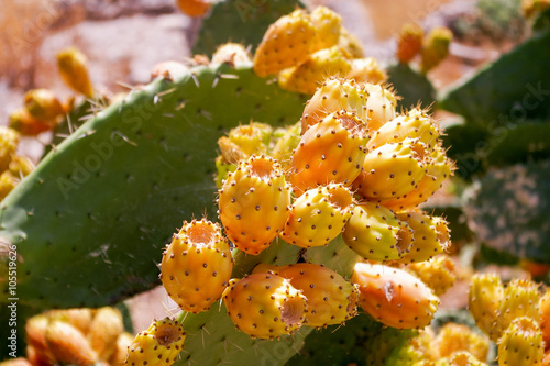 Cactus with edible buds. Tunisia.