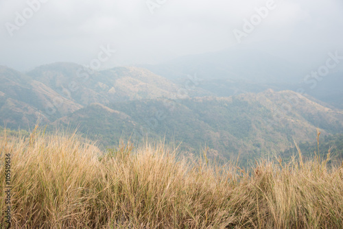 Prairie grass field for background