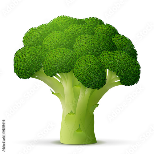 Green flower head of broccoli close up. Broccoli cabbage sprout isolated on white background. Qualitative vector illustration for agriculture, food service, cooking, gastronomy, olericulture, etc