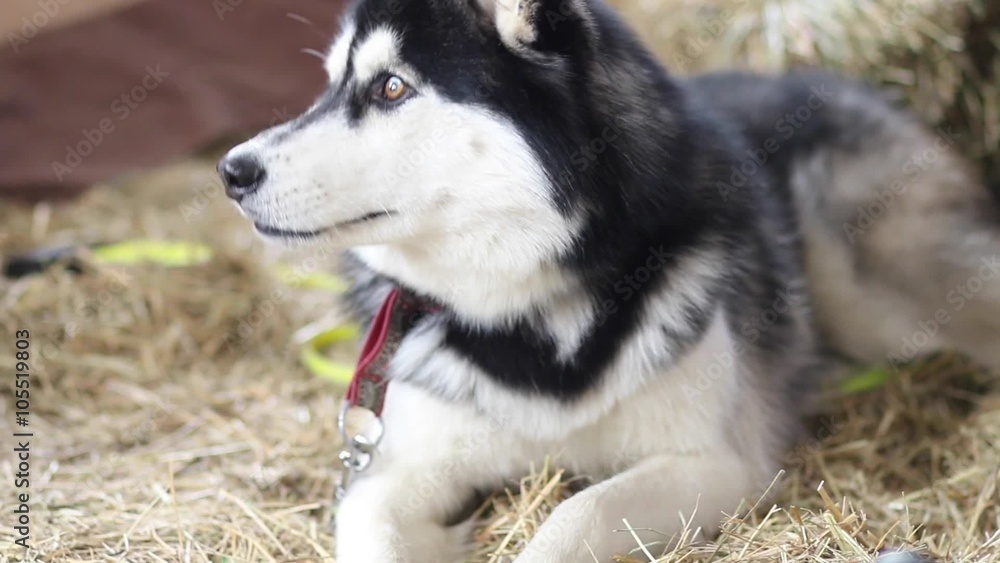 Husky dogs portrait Husky dogs portrait