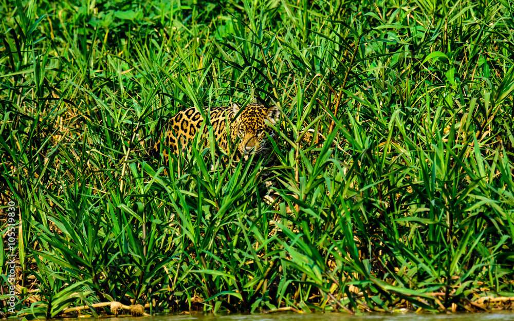 Jaguar in the undergrowth Jaguar in the undergrowth