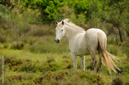 Fototapeta Naklejka Na Ścianę i Meble -  
Camargue White horse
