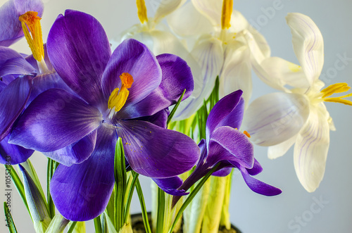 Fototapeta Naklejka Na Ścianę i Meble -   First spring flowers - beautiful blooming Crocus