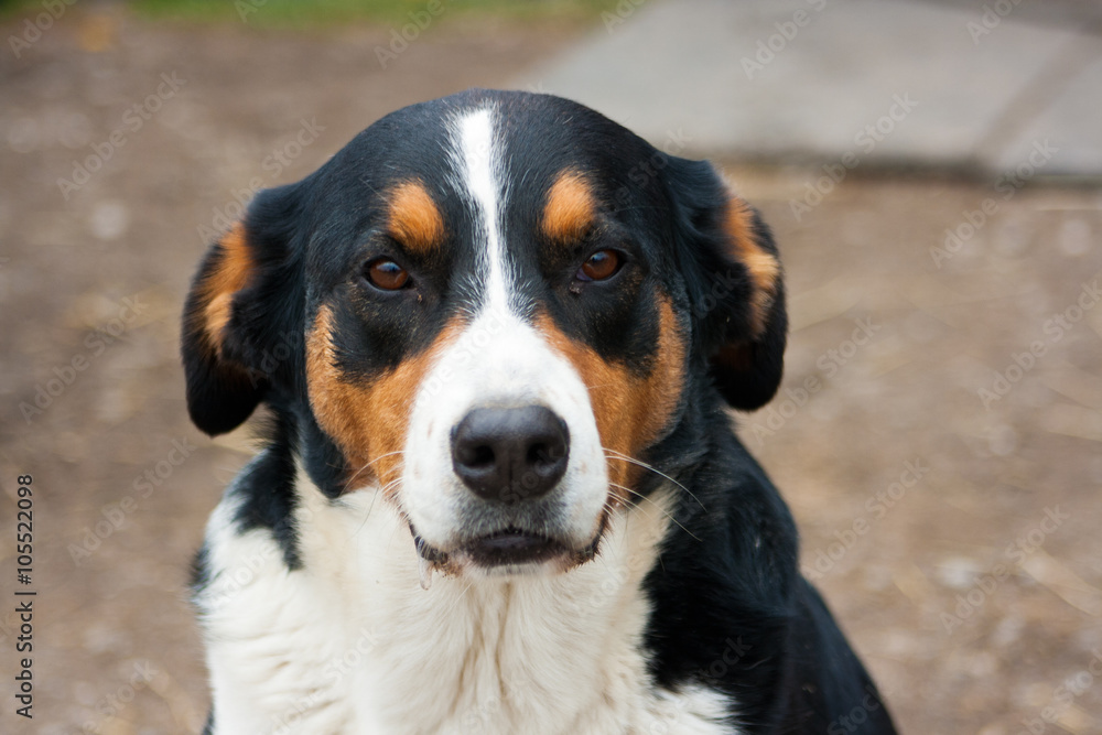 Bernese Mountain Dog mix breed Photos | Adobe Stock