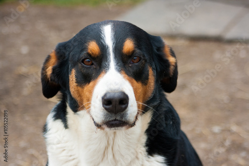 Bernese Mountain Dog mix breed