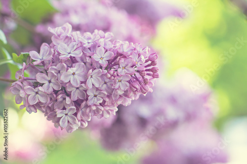 Green branch with spring lilac flowers © julialototskaya