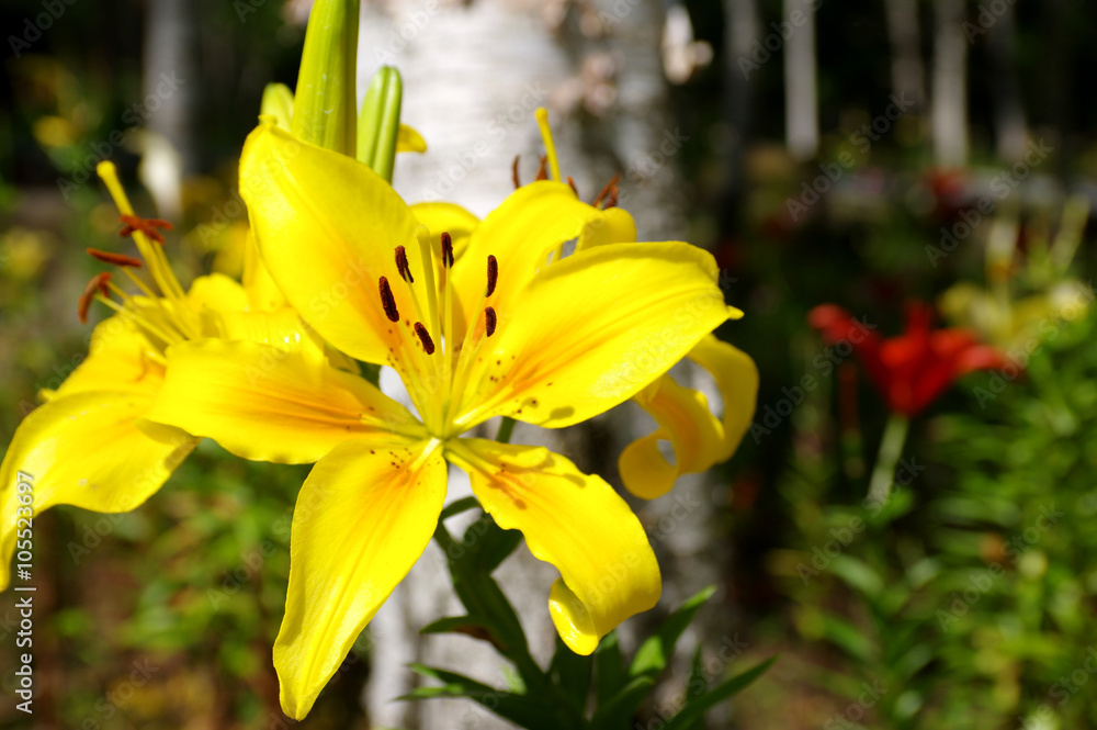 Obraz premium ゆりの花