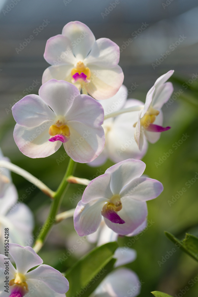 orchids purple Is considered the queen of flowers in Thailand orchids purple Is considered the queen of flowers in Thailand