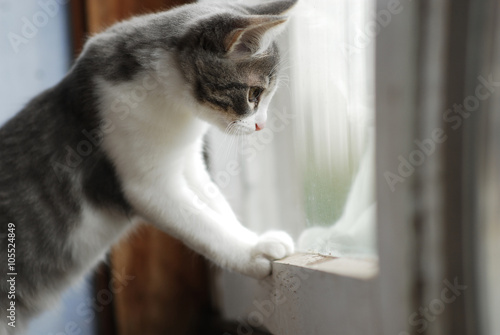 White and grey little kitty looks in balcony window in summer day