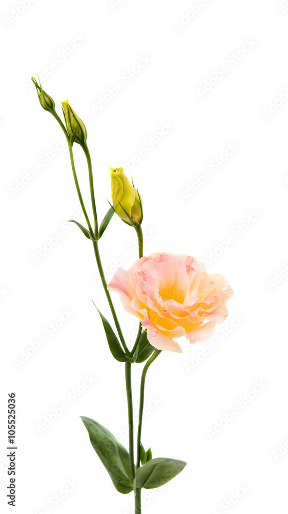Obraz premium eustoma flower