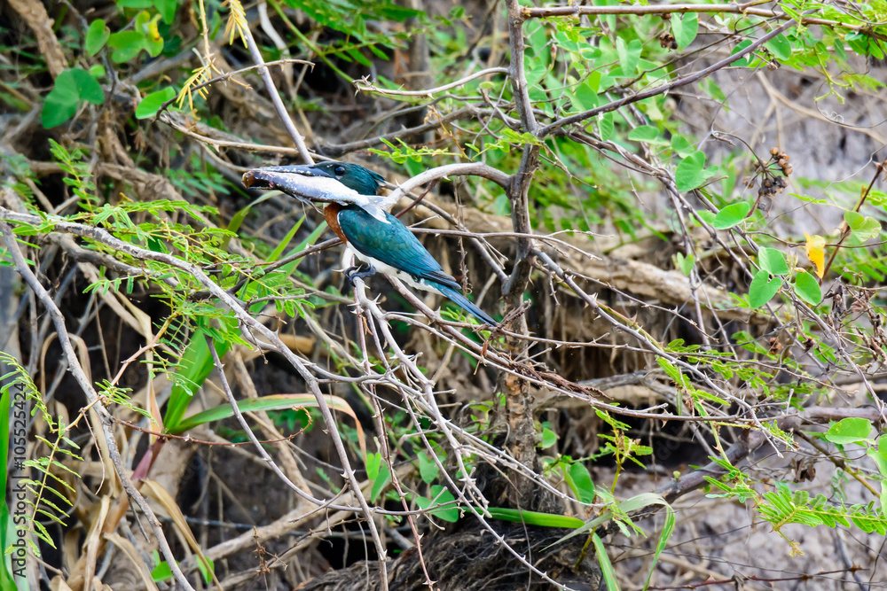 Amazon Kingfisher with a rather large fish in its beak Amazon Kingfisher with a rather large fish in its beak