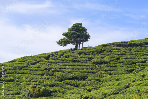 Lonely treeon the mountain at beautiful landscape of tea plantation photo