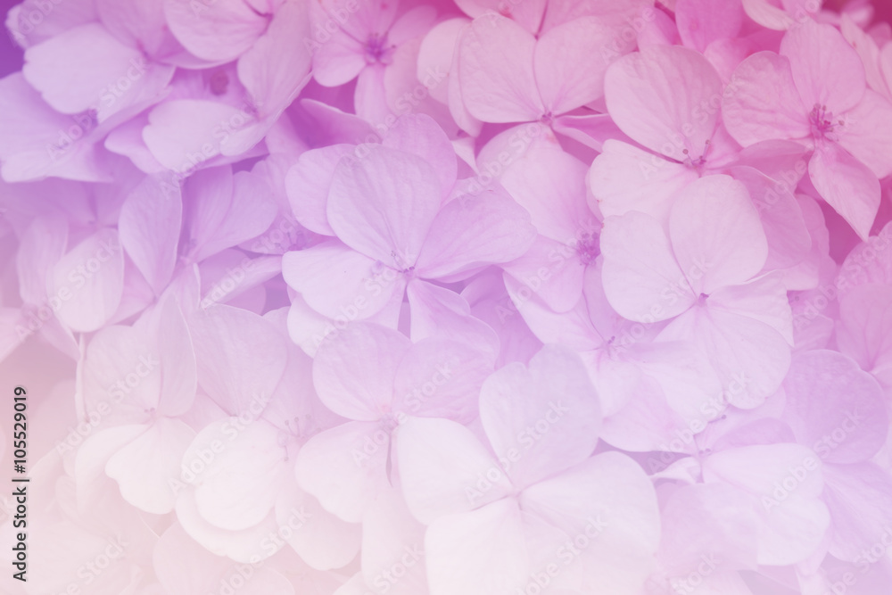 Hydrangea flowers in soft color style for Abstract background.
