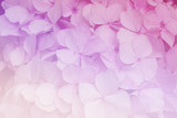 Hydrangea flowers in soft color style for Abstract background.