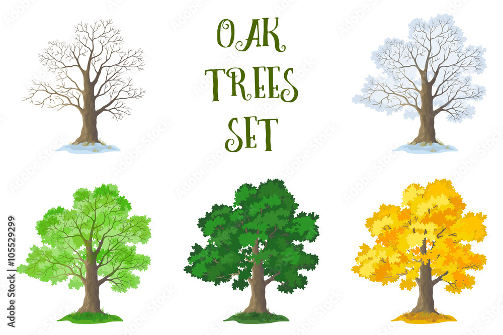 Oak Tree In Spring