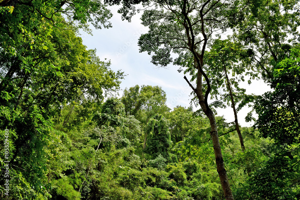 forest trees. nature green in PhayaoThailand
