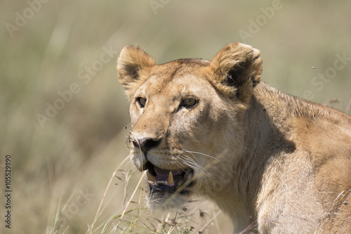 Portrait of wild african lion in its natural habitat