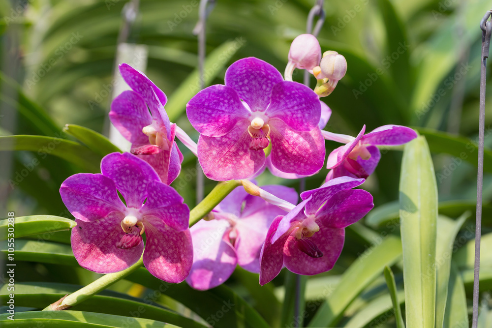 Fototapeta premium orchids purple Is considered the queen of flowers in Thailand