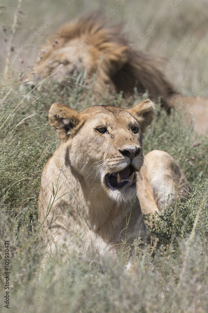 Portrait of wild african lion in its natural habitat Portrait of wild african lion in its natural habitat