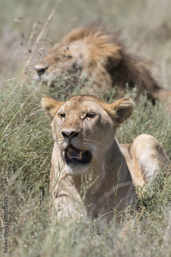 Portrait of wild african lion in its natural habitat