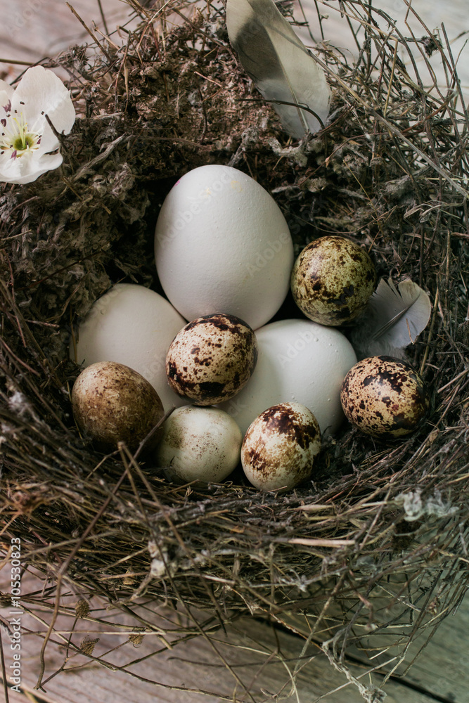 Quail eggs in a nest on wooden background Quail eggs in a nest on wooden background