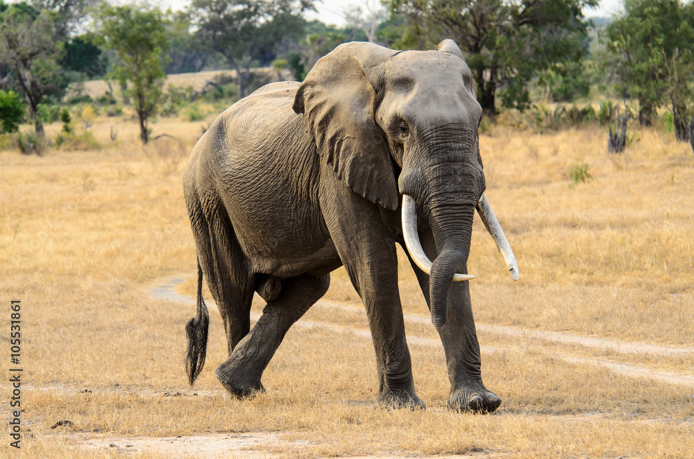 Fototapeta premium Old Bull Elephant having a rest 