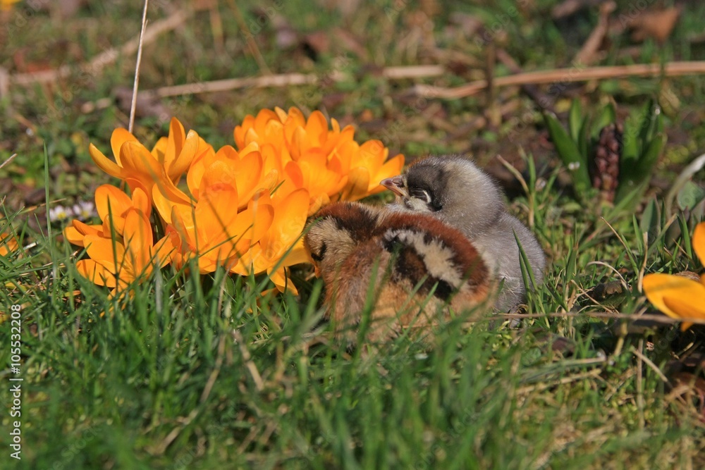 Green-legged Partridge And Dominant Blue Chicks in the garden with crocuses. Green-legged Partridge And Dominant Blue Chicks in the garden with crocuses.