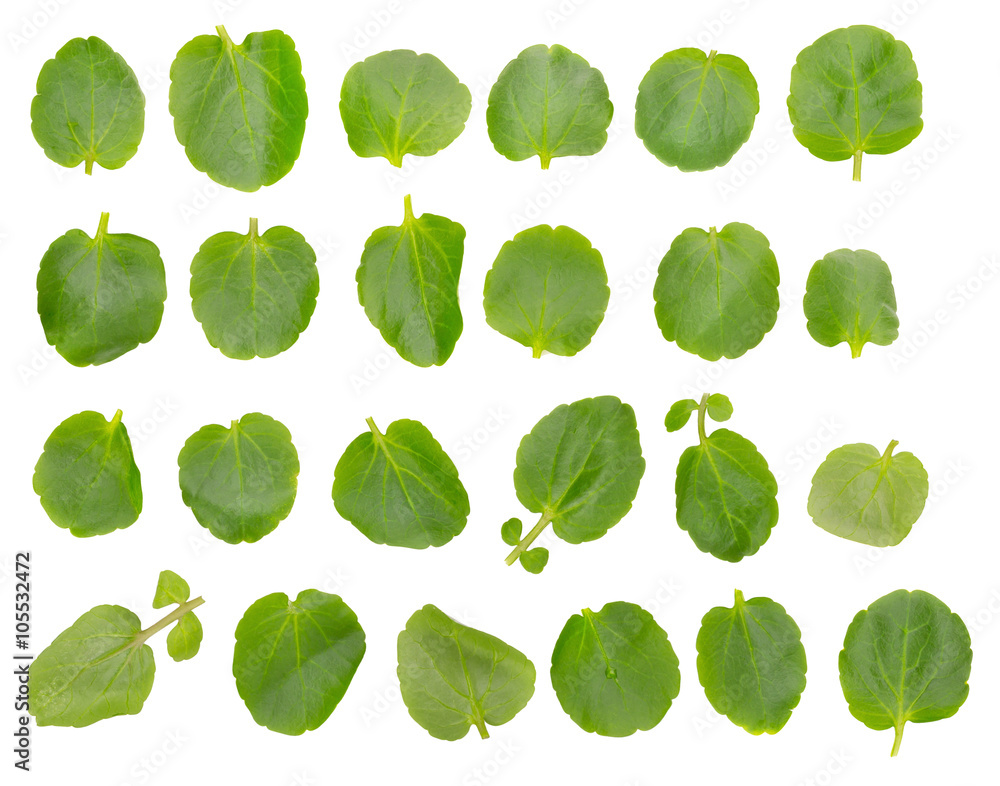 Fresh Watercress isolated on white background Fresh Watercress isolated on white background