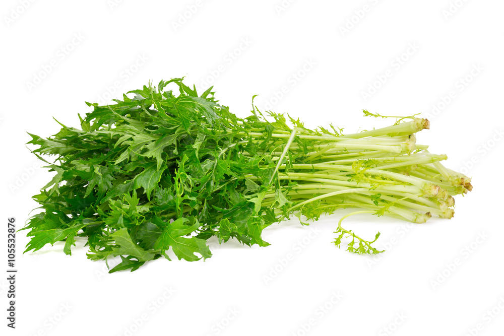 Mizuna greens on white background Mizuna greens on white background