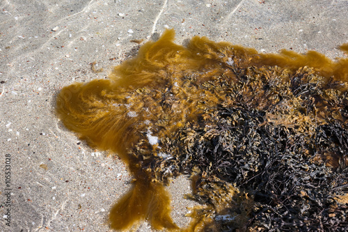 Bladder wrack photo