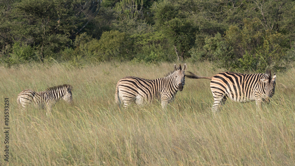 Naklejka premium Three Burchell zebras at Antelope Game Park in Zimbabwe