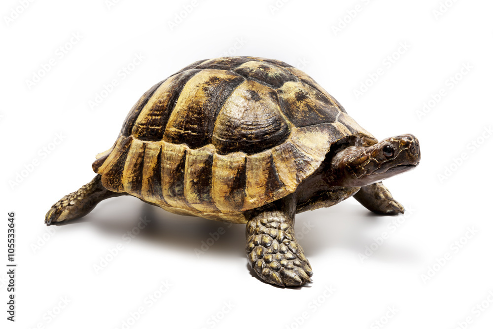 Obraz premium Schildkröte