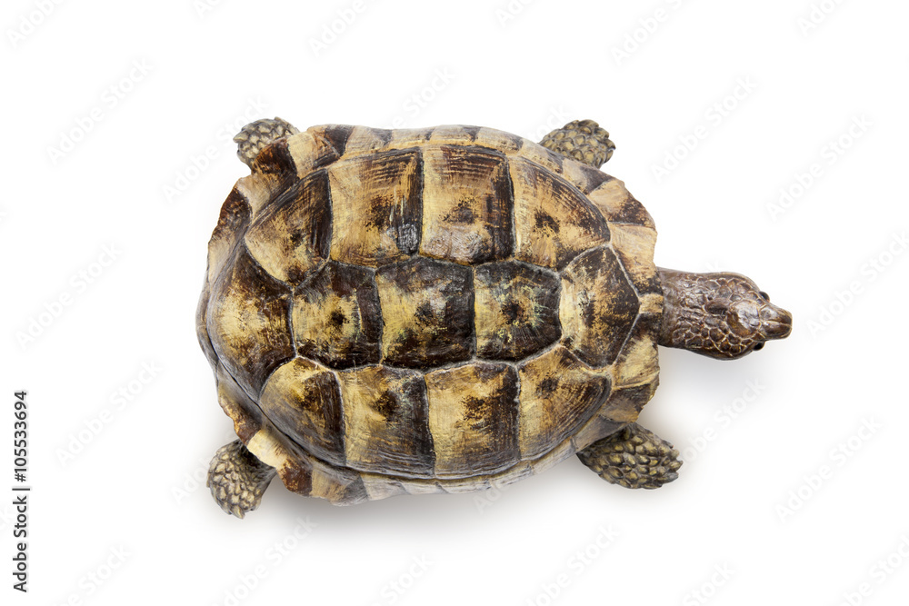 Naklejka premium Schildkröte Von Oben