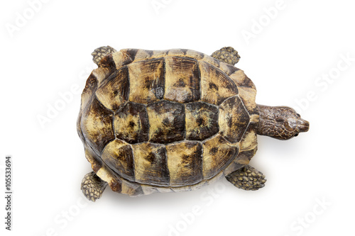 Schildkröte Von Oben