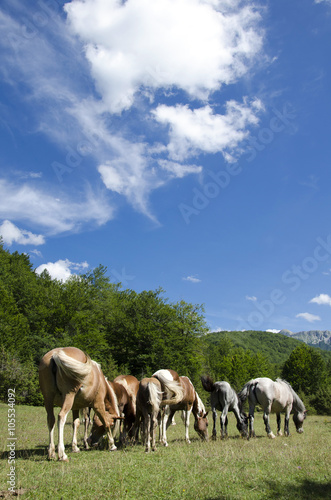 Free horses grazing © Roberta Canu