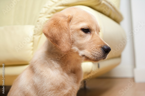 Cute yellow labrador retriever puppy looking sideways