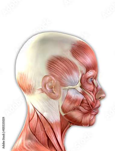Female Face Muscles Anatomy