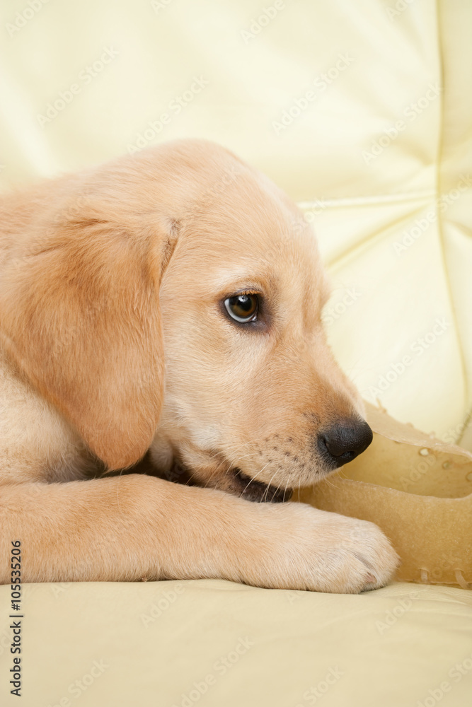 Fototapeta Szczeniak labrador żuje psią przekąskę w kształcie buta