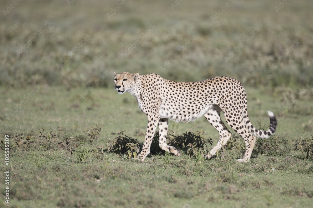 Obraz premium Portrait of wild cheetah in its natural habitat