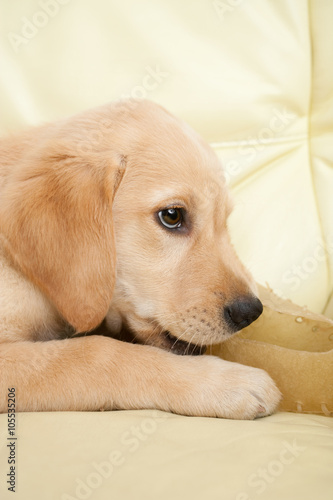 Labrador puppy chewing a shoe shaped dog snack