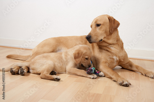 Labrador retriever dog looking at his child playing with a dog toy