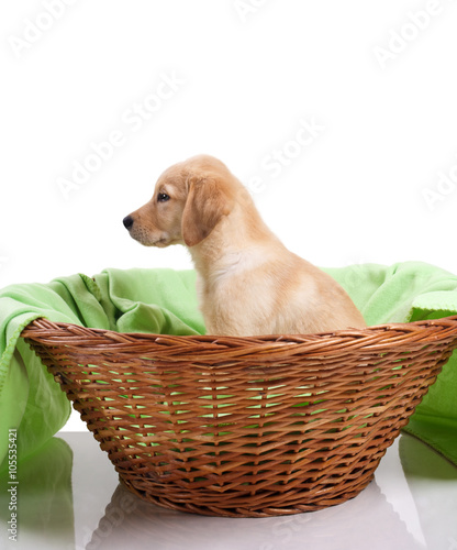 Labrador retriever puppy sitting in a basket