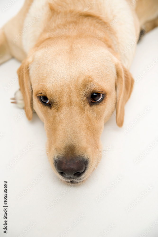 Young labrador retriever dog on white background