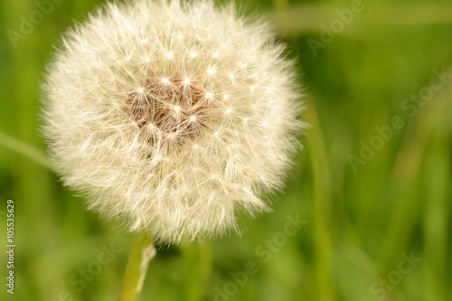 Pusteblume   L  wenzahn Wiese im M  lltal in   sterreich