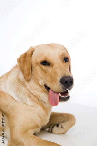 Young labrador retriever dog on white background