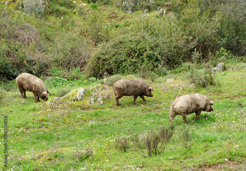 Cerdos ibéricos criados en libertad © joserpizarro