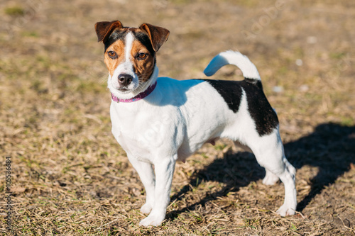 Fotografie Young Parson Russell Terrier Dog Outdoor