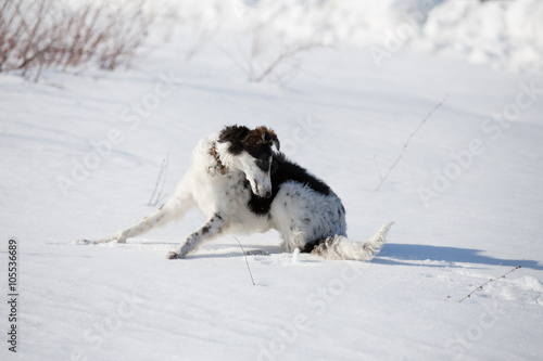 A puppy of russian hound walking in winter countryside