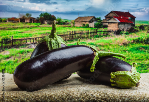 Raw eggplants amid the countryside photo